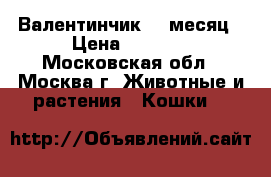 Валентинчик, 1 месяц › Цена ­ 7 000 - Московская обл., Москва г. Животные и растения » Кошки   